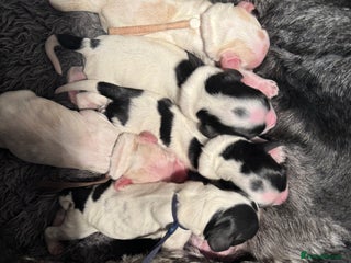 Cocker Spaniel dogs KC registered show type cocker spaniel - Advert 2