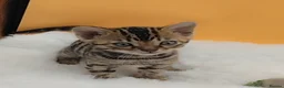 Bengal cats for sale: Beautiful Bengal kittens  - Advert 7