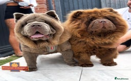 Chow Chow dogs for stud: Rare lilac smooth coat KC reg for stud  - Image 17