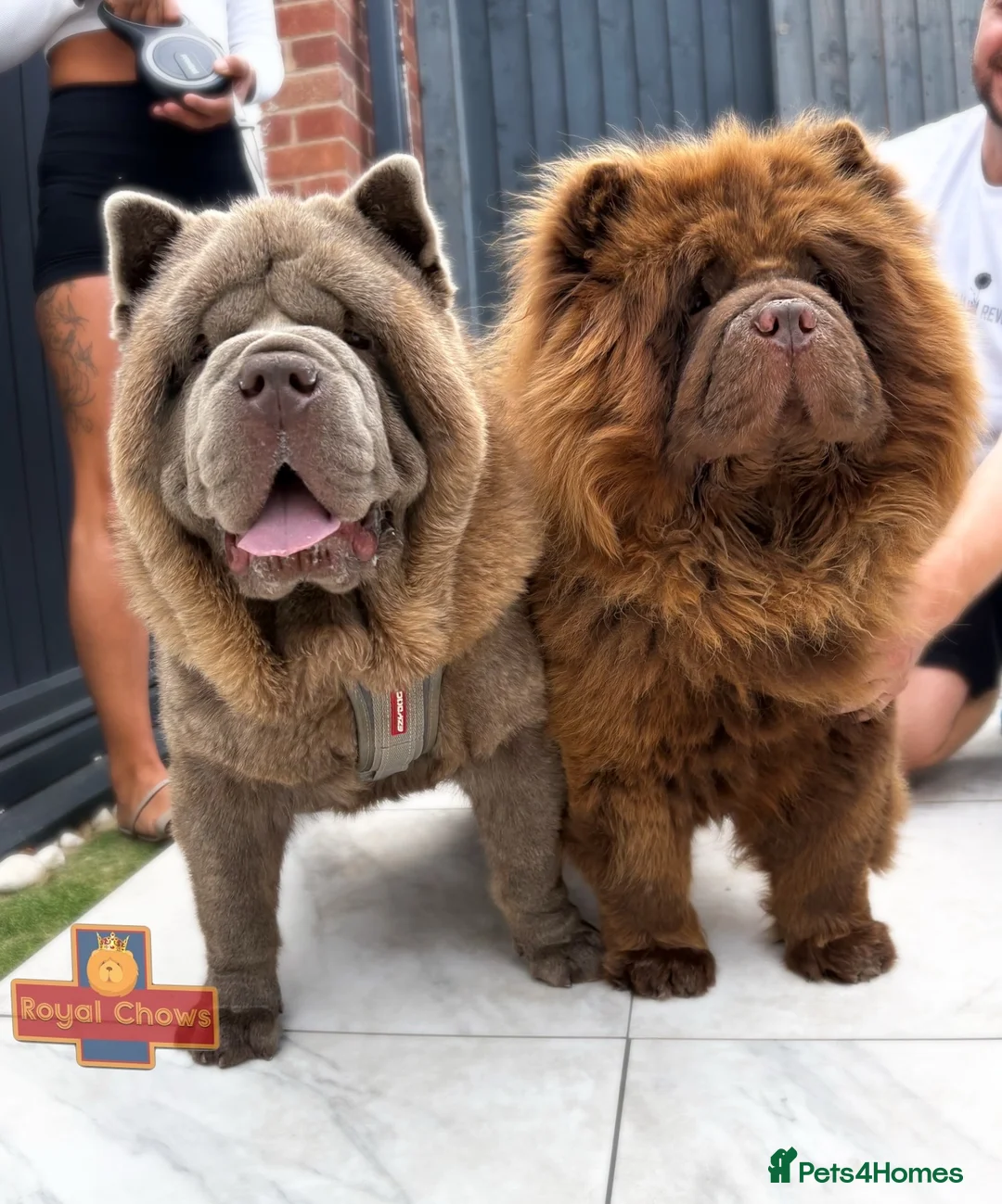 Chow Chow dogs for stud: The only rare lilac smooth coat KC reg  - Advert 18