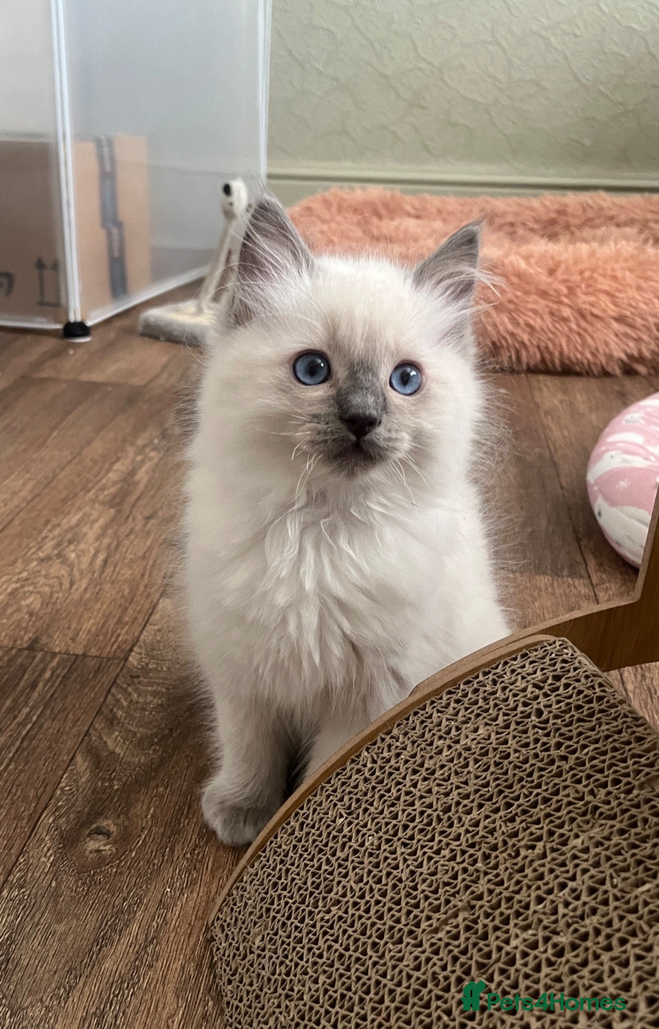 Ragdoll cats GCCF Registered Ragdoll Kittens  - Advert 1