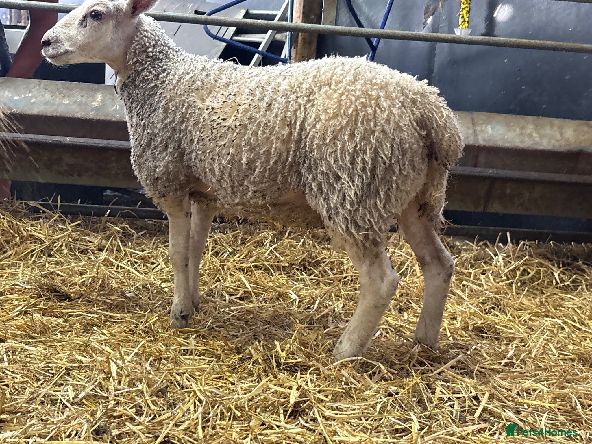 Sheep livestock Ewe Lambs - Advert 2