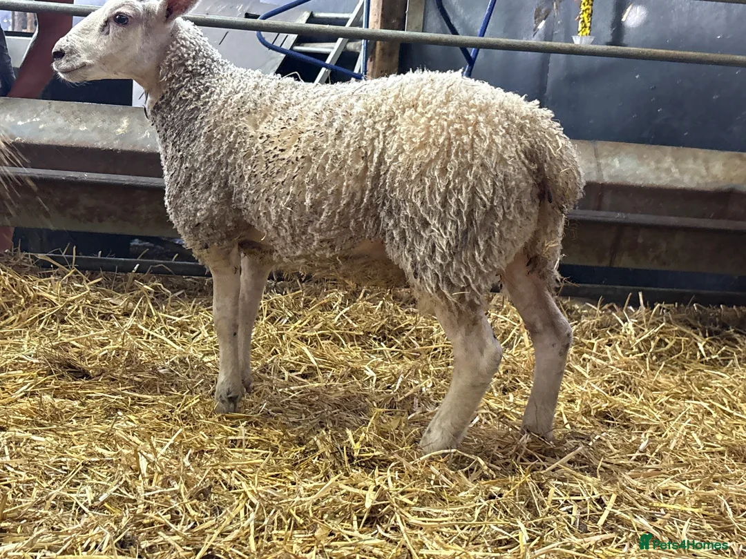 Sheep livestock for sale: Ewe Lambs - Advert 1
