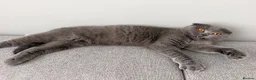 Scottish Fold cats for sale: Beautiful Scottish fold cat  - Advert 5