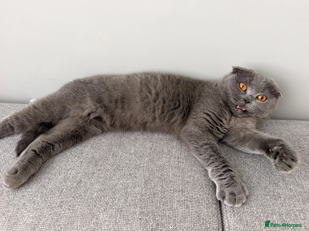 Scottish Fold cats for sale: Beautiful Scottish fold cat  - Advert 5