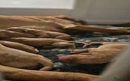 Labrador Retriever dogs for sale: Fox red pups by Mochuto Hot off the Press - Image 6