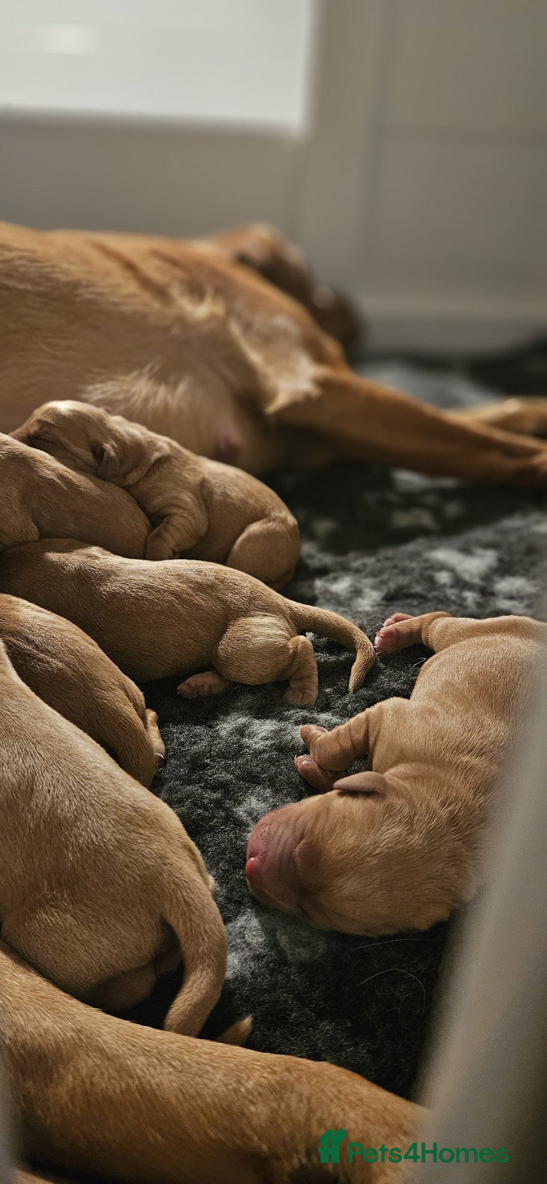 Labrador Retriever dogs for sale: Fox red pups by Mochuto Hot off the Press - Image 6