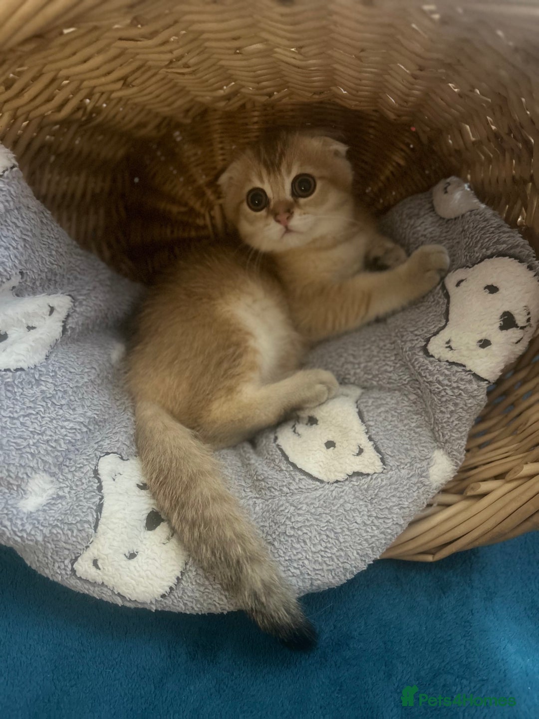 Scottish Fold cats for sale: Gold Chinchilla Scottish fold baby’s  - Image 8
