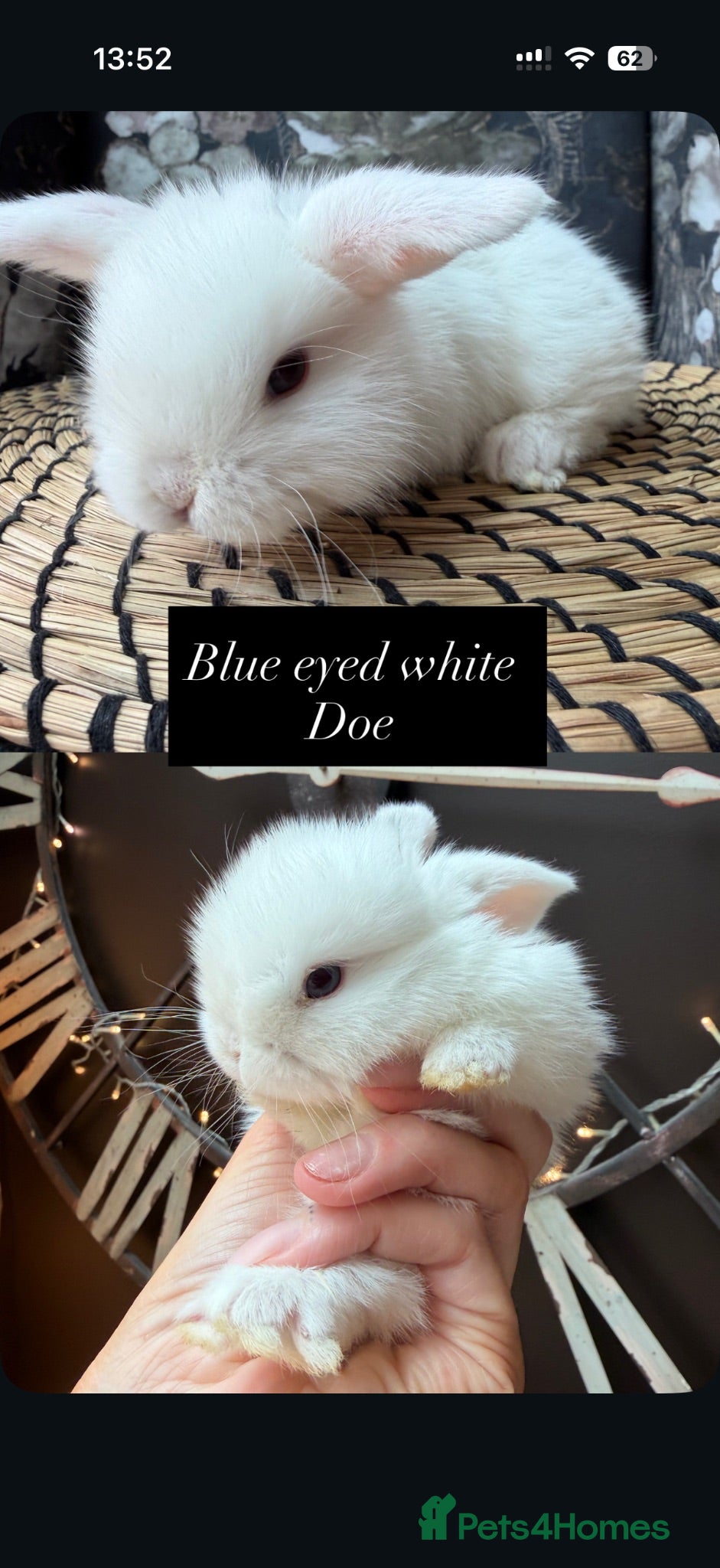 Mini Lop rabbits Beautiful baby mini lops  - Advert 1