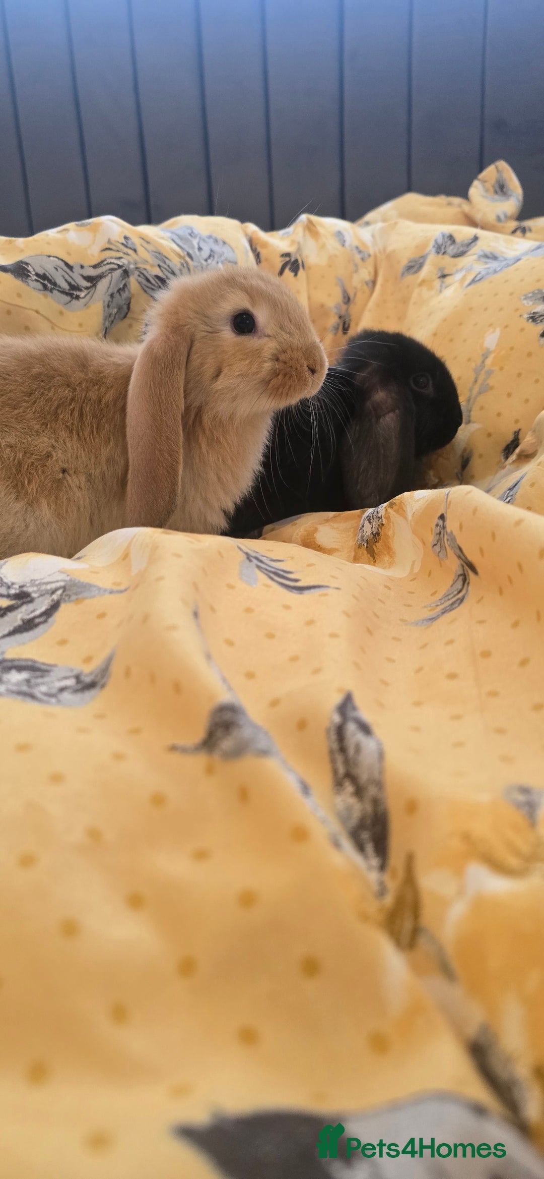 French Lop rabbits for sale: Beautiful French Lop bunnies - Image 22