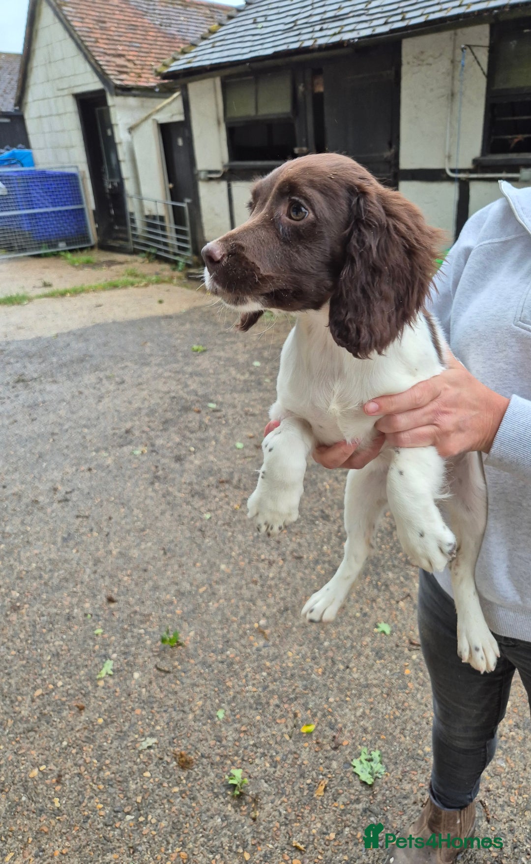 English Springer Spaniel dogs for sale: Springer Spaniel Females - Image 1