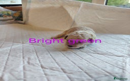 Shihpoo dogs for sale: 6 shihpoo puppies boys and girls avail - Image 7