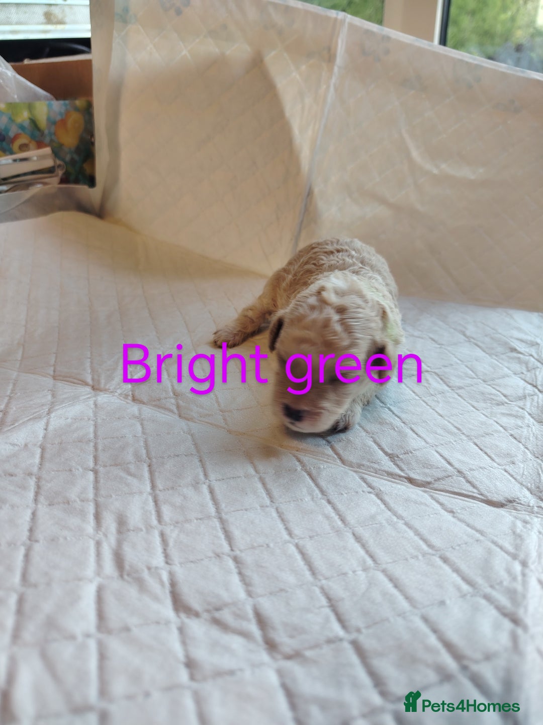 Shihpoo dogs for sale: 6 shihpoo puppies boys and girls avail - Image 7