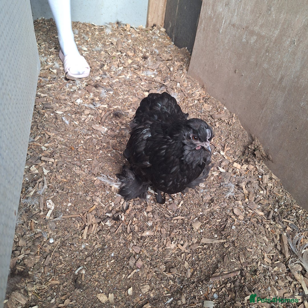 Chickens poultry for sale: Silkie and Silkie Pekin Hens - Image 7