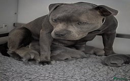 Staffordshire Bull Terrier dogs for sale: Outstanding KC blue Cubs Available! 4.8% coi! - Image 3