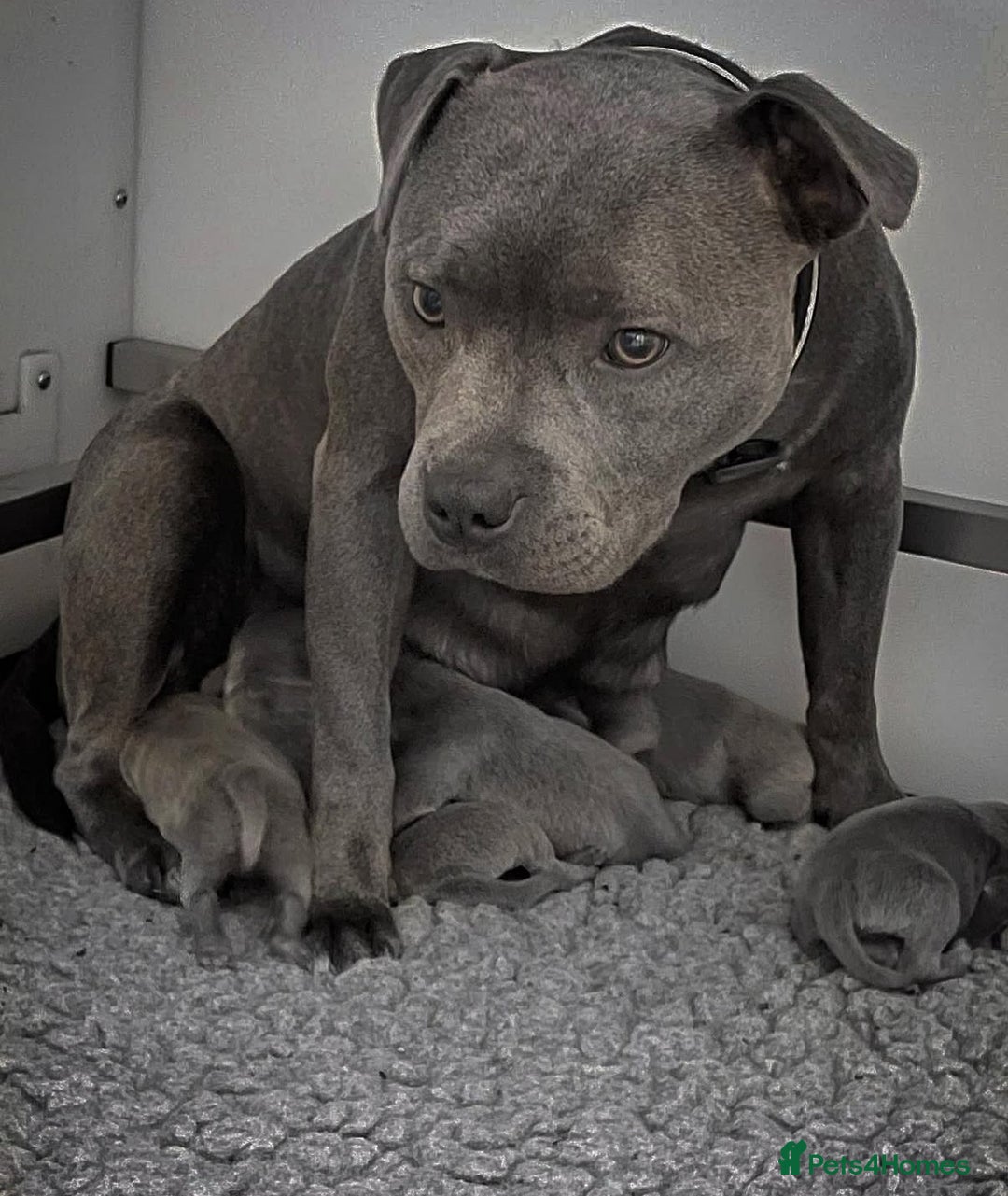 Staffordshire Bull Terrier dogs for sale: Outstanding KC blue Cubs Available! 4.8% coi! - Image 3