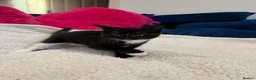 Mixed Breed cats for sale: Fluffy kittens for sale in West Byfleet - Advert 7