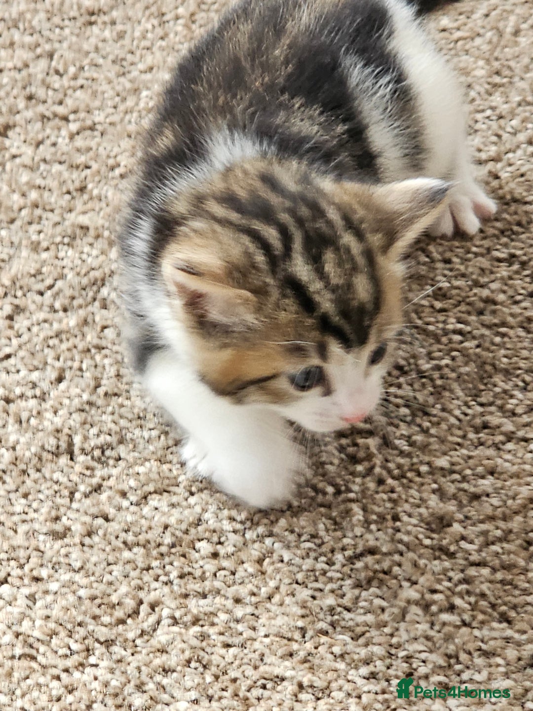 Mixed Breed cats for sale: Tabby mix rangdoll and black - Image 3