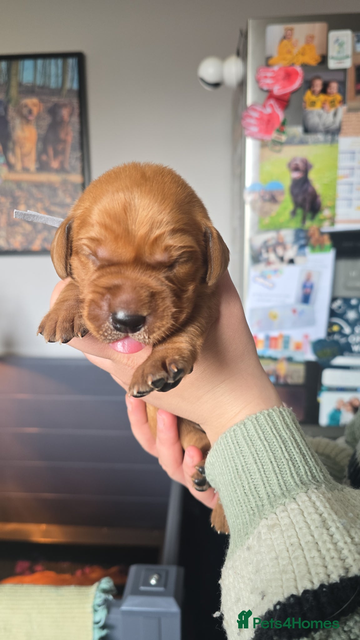 Labrador Retriever dogs Boy Fox Red Labrador Puppies - Advert 1