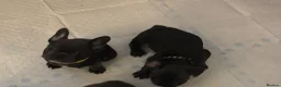 French Bulldog dogs for sale: French bulldog pups ready for forever homes.  - Advert 20
