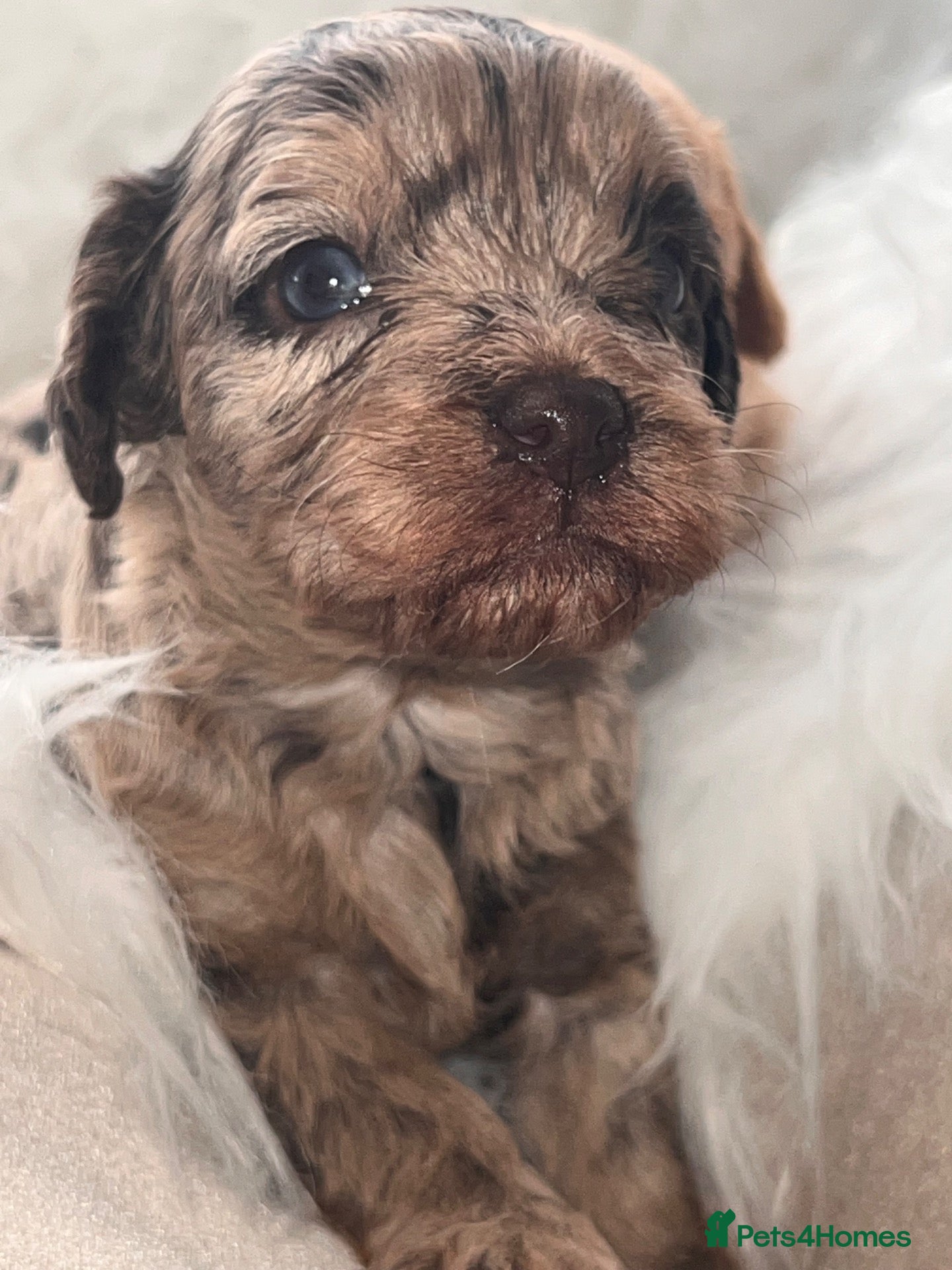 Cavapoo dogs ⭐️ Rare Choc & Tan Merle F1 Cavapoo puppies ⭐️ - Advert 2