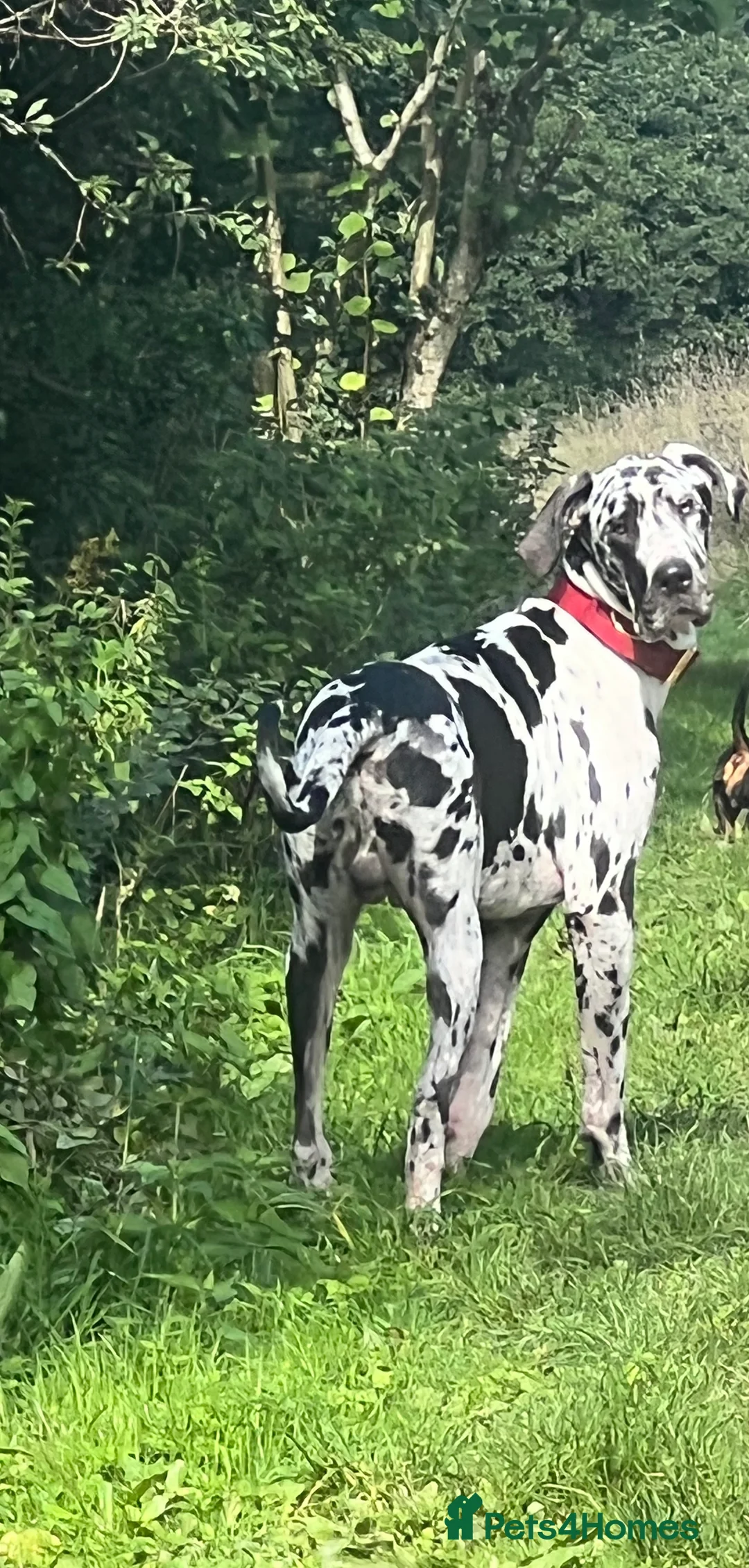 Great Dane dogs for stud: Great Dane harlequin for stud in Plymouth - Advert 6