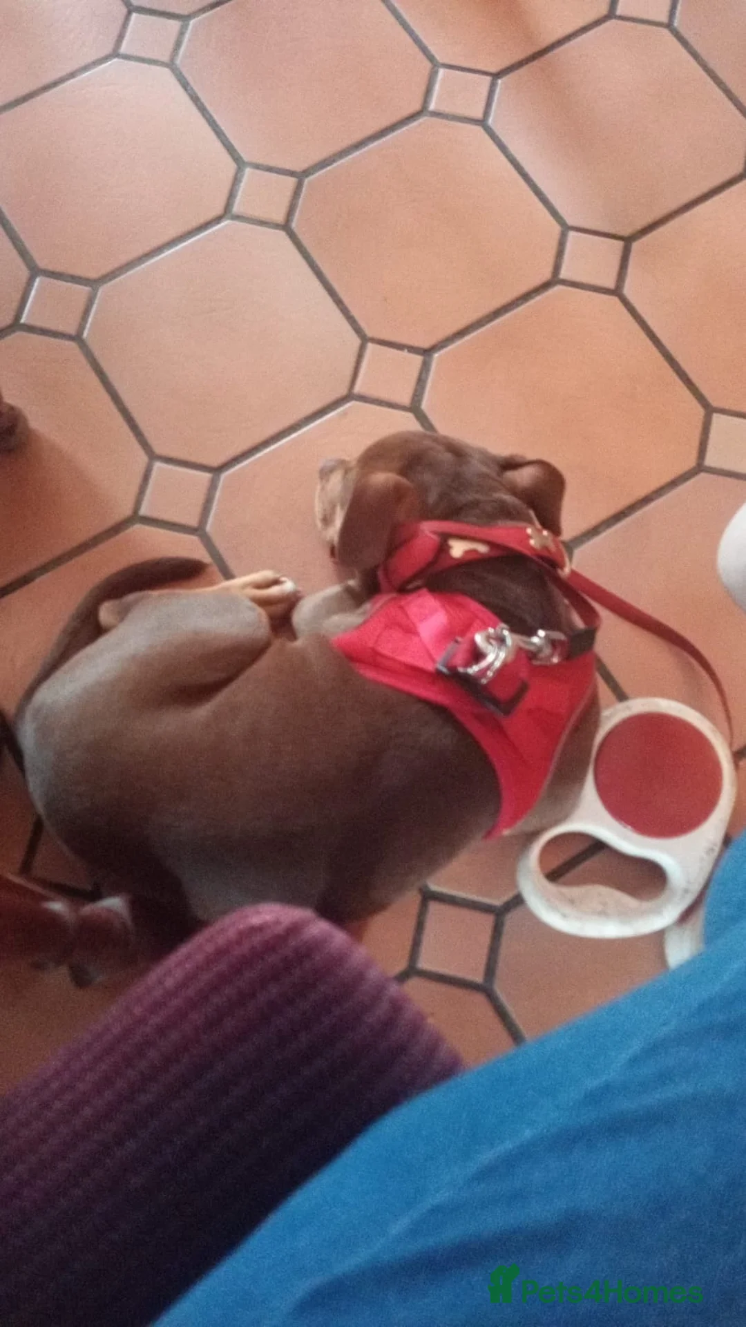 Mixed Breed dogs for sale: 15 week female stand american bully x rottweiler  in Brierley Hill - Advert 2