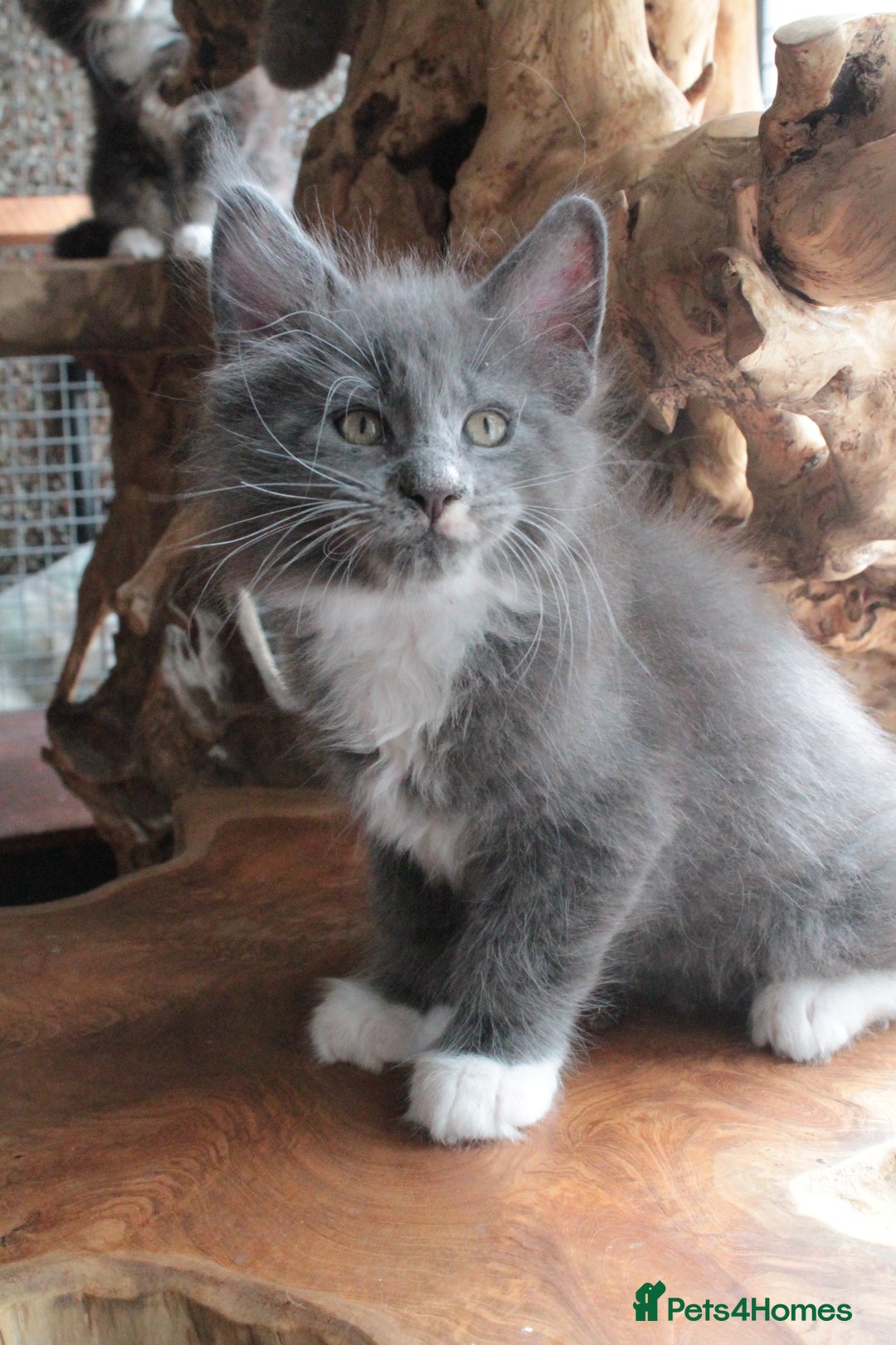Maine Coon cats for sale: Boy 2 - Rain  - TICA Pedigree Kittens - Imported Parents - Image 6