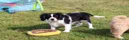 Cavalier King Charles Spaniel dogs for sale: Beautiful Cavalier King Charles Spaniel male  - Advert 15