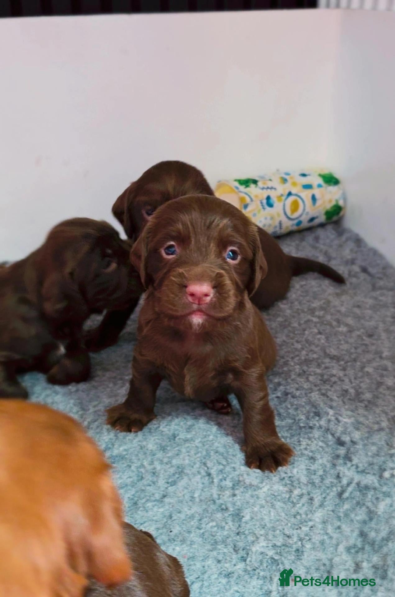 Cocker Spaniel dogs   KC REG Working Chocolate spaniels babies - Advert 1