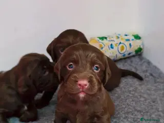 Cocker Spaniel dogs KC REG Working Chocolate spaniels babies - Advert 8