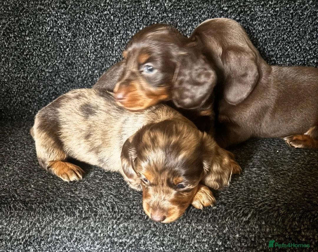 Dachshund dogs for sale: Miniature dachshund puppies 🐶long: smooth hair  - Advert 36