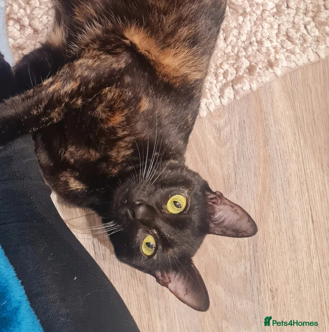 Mixed Breed cats for adoption: Indoor Tortie - super affectionate, chatty, loving - Advert 1
