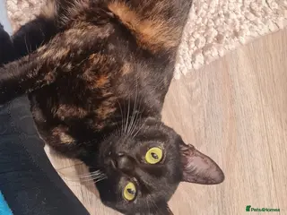 Mixed Breed cats Indoor Tortie - super affectionate, chatty, loving - Advert 17