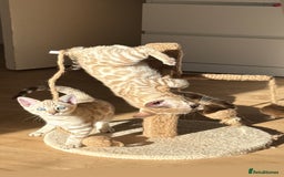 Bengal cats for sale: TICA Registered Snow Bengal kittens  - Image 10
