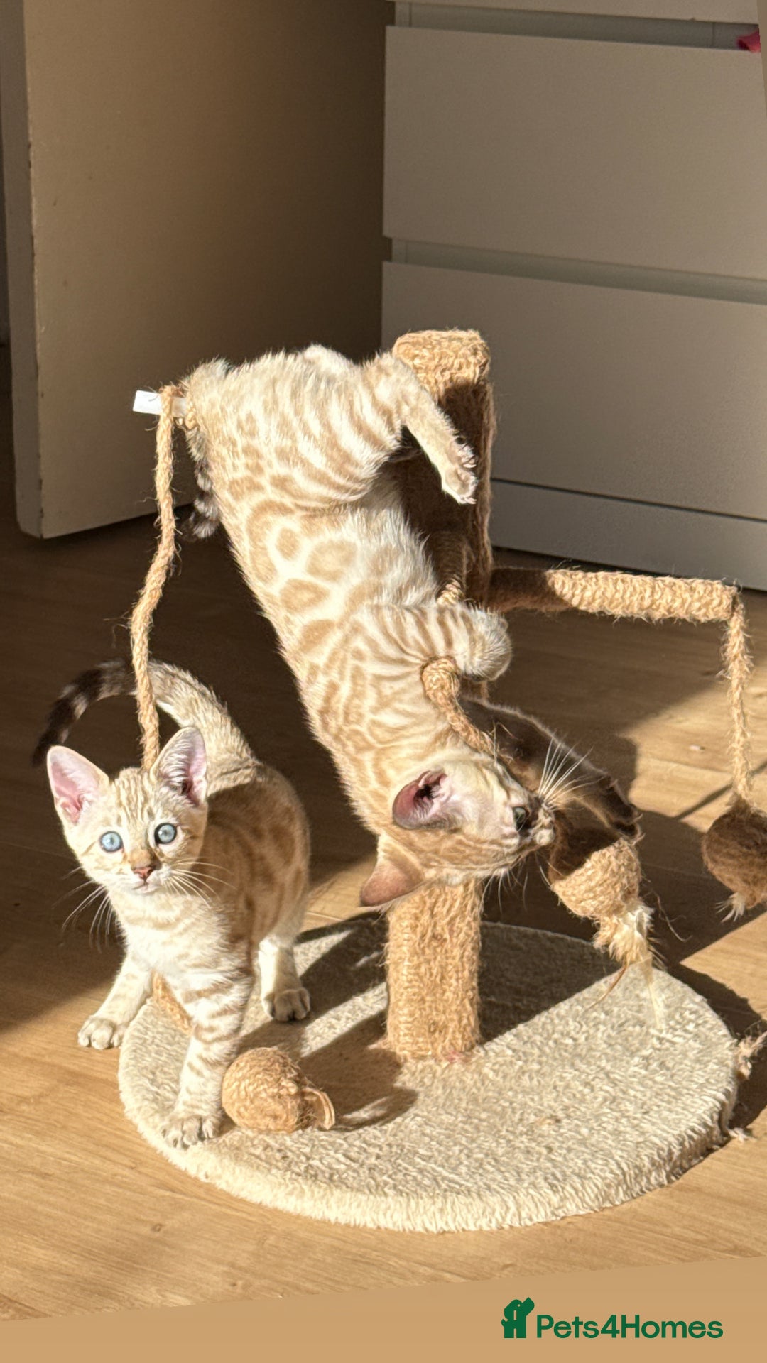 Bengal cats for sale: TICA Registered Snow Bengal kittens  - Image 10
