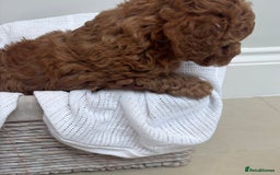 Cavapoo dogs for sale:  GORGEOUS EXTENSIVELY HEALTH TESTED TOY CAVAPOOS - Image 7