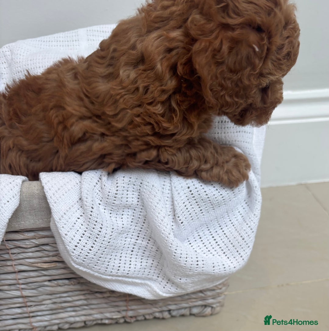 Cavapoo dogs for sale:  GORGEOUS EXTENSIVELY HEALTH TESTED TOY CAVAPOOS - Image 7