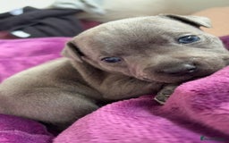 Staffordshire Bull Terrier dogs for sale: ✨ Staffy Bull Terrier Puppies DNA Clear, Healthy ✨ - Image 5