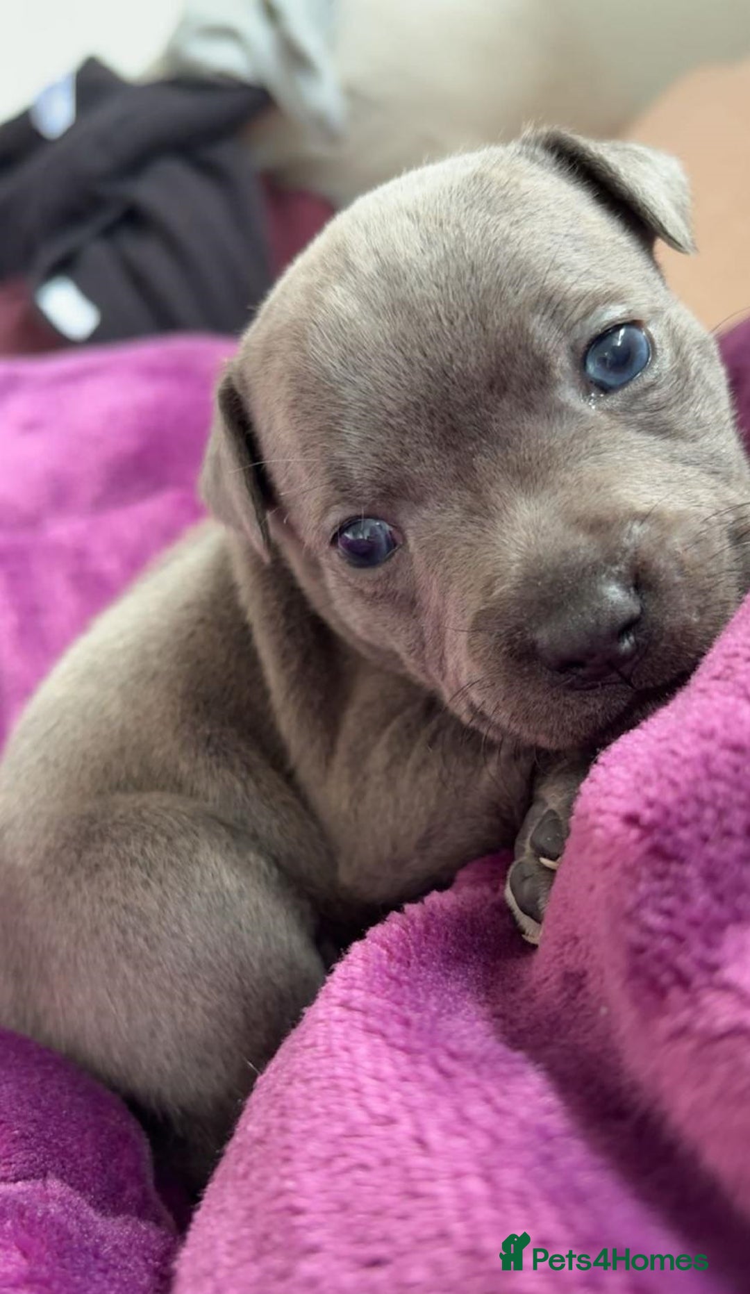 Staffordshire Bull Terrier dogs for sale: ✨ Staffy Bull Terrier Puppies DNA Clear, Healthy ✨ - Image 5
