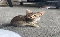 Mixed Breed cats for sale: Tigger 2 months old £20  - Image 4