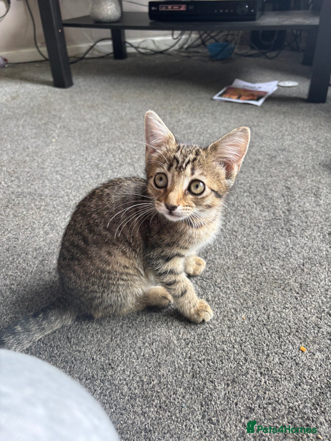 Mixed Breed cats for sale: Tigger 2 months old £20  - Image 4