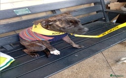 Staffordshire Bull Terrier dogs for adoption: Holistic homes needed for young staffies  - Advert 3