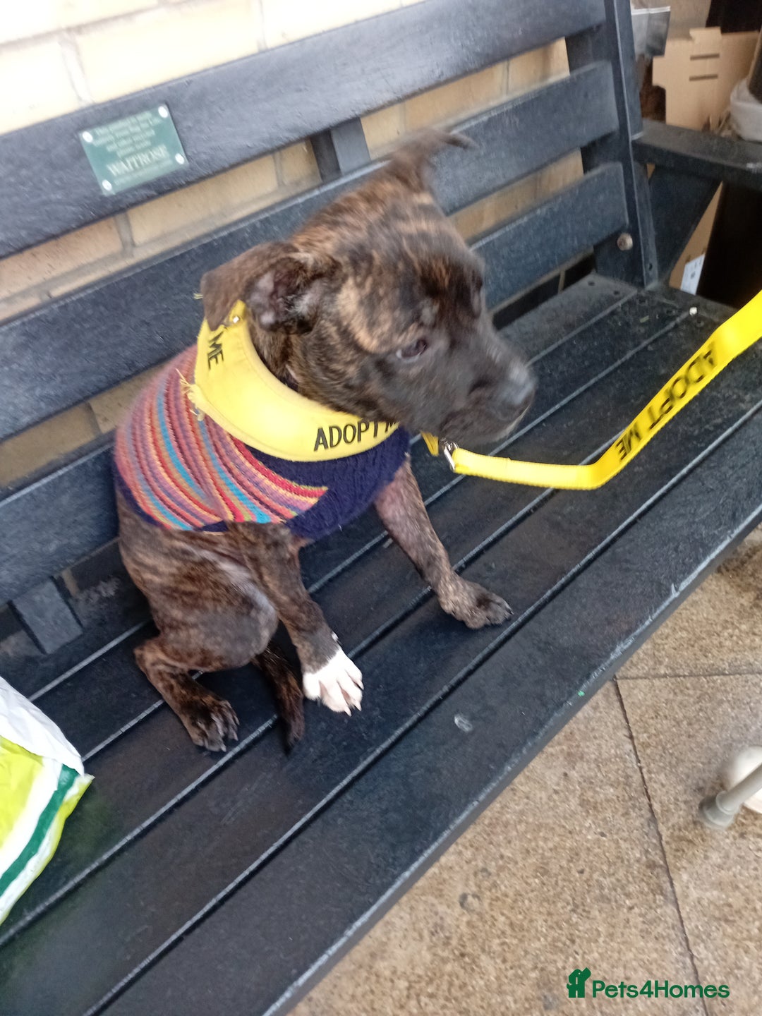 Staffordshire Bull Terrier dogs for adoption: Holistic homes needed for young staffies  - Advert 3