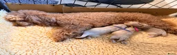 Maltipoo dogs for sale: Beautiful maltipoo puppies F1 in Bishop's Stortford - Advert 1