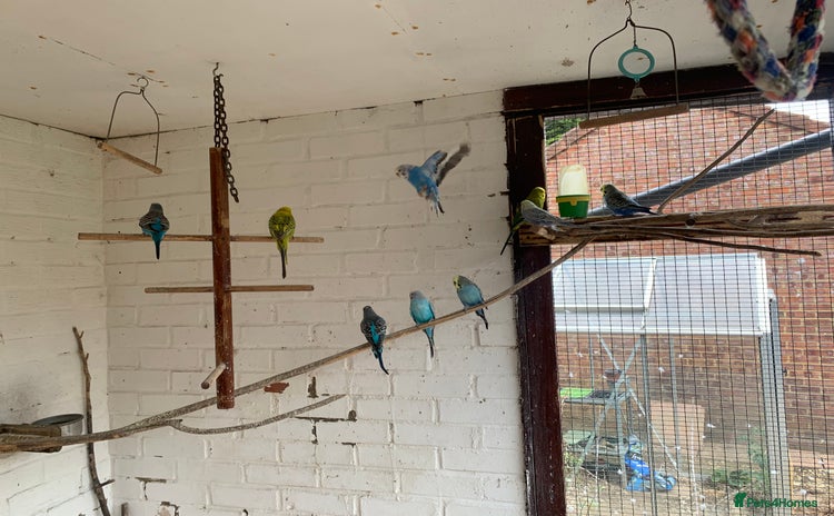 Budgerigars birds - Advert 1