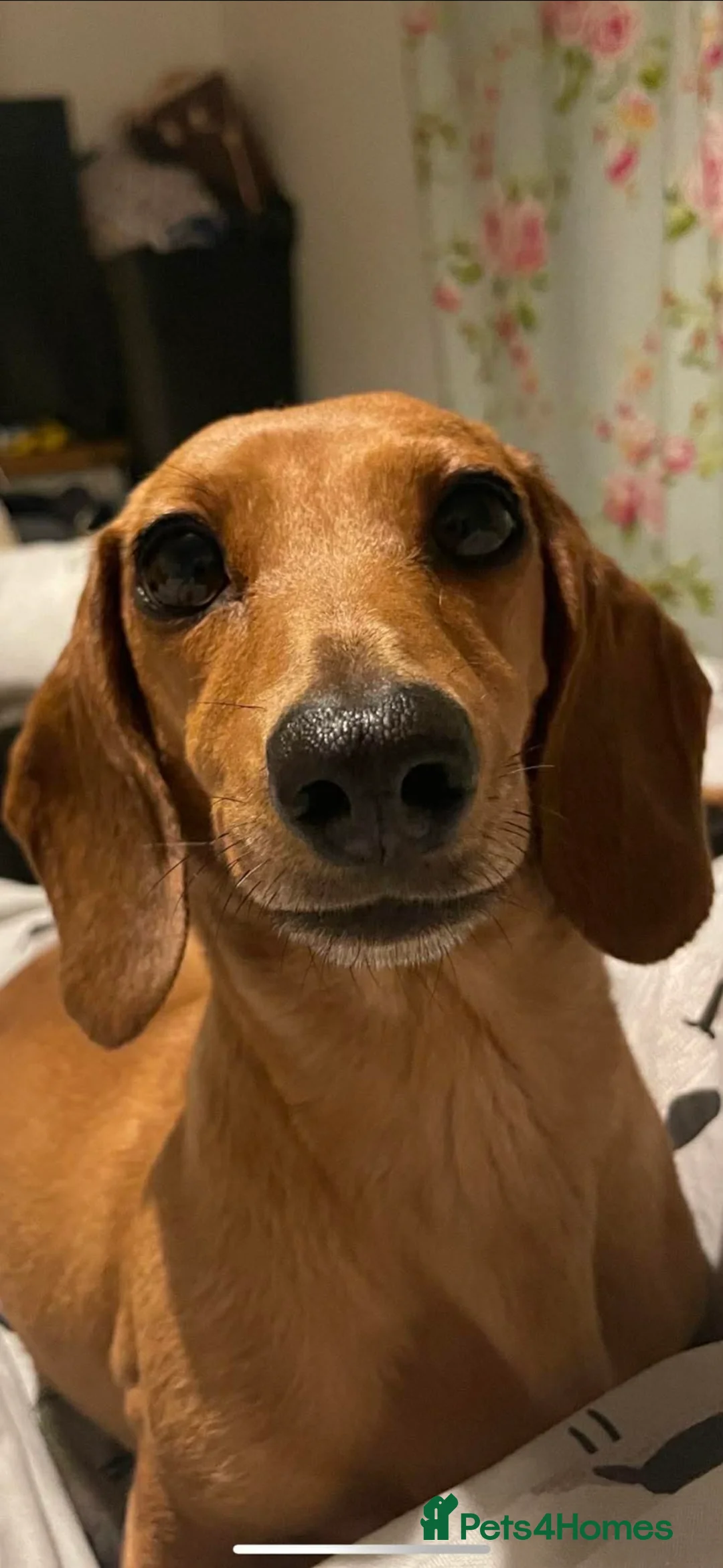 Miniature Dachshund dogs for sale: Miniature dachshund boys 🐾 - Advert 7