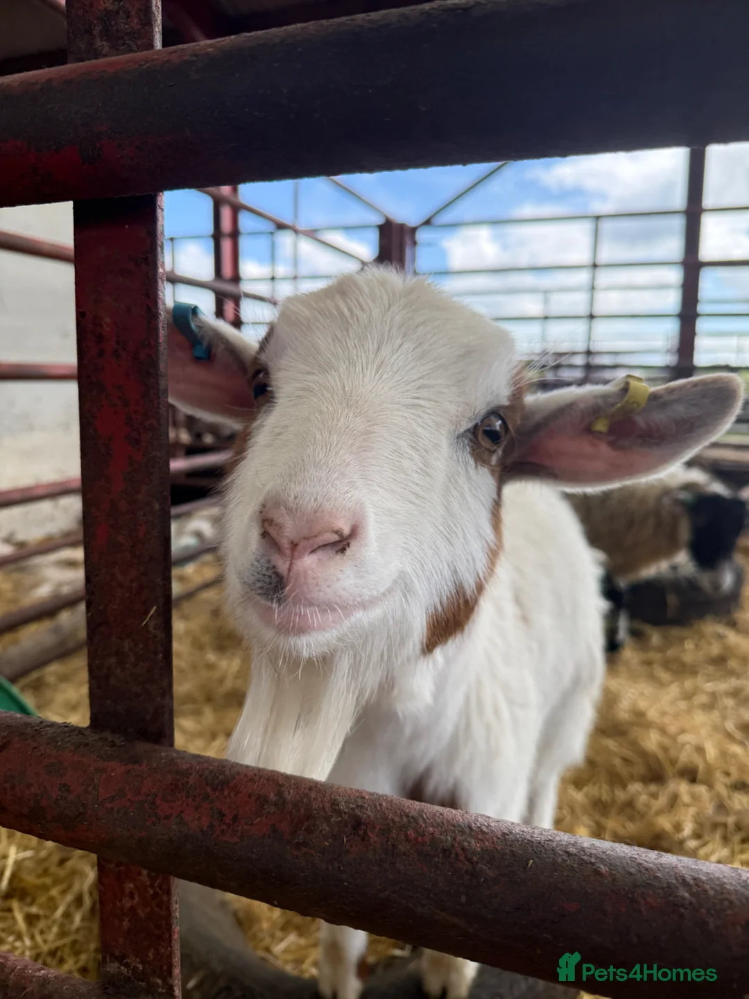 Goats livestock for sale: Pygmy goats! Various ages, all wether goats  - Advert 12