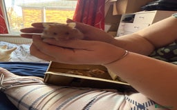 Mixed Breed rodents for sale: Downsizing my animal Collection  in Preston - Image 6