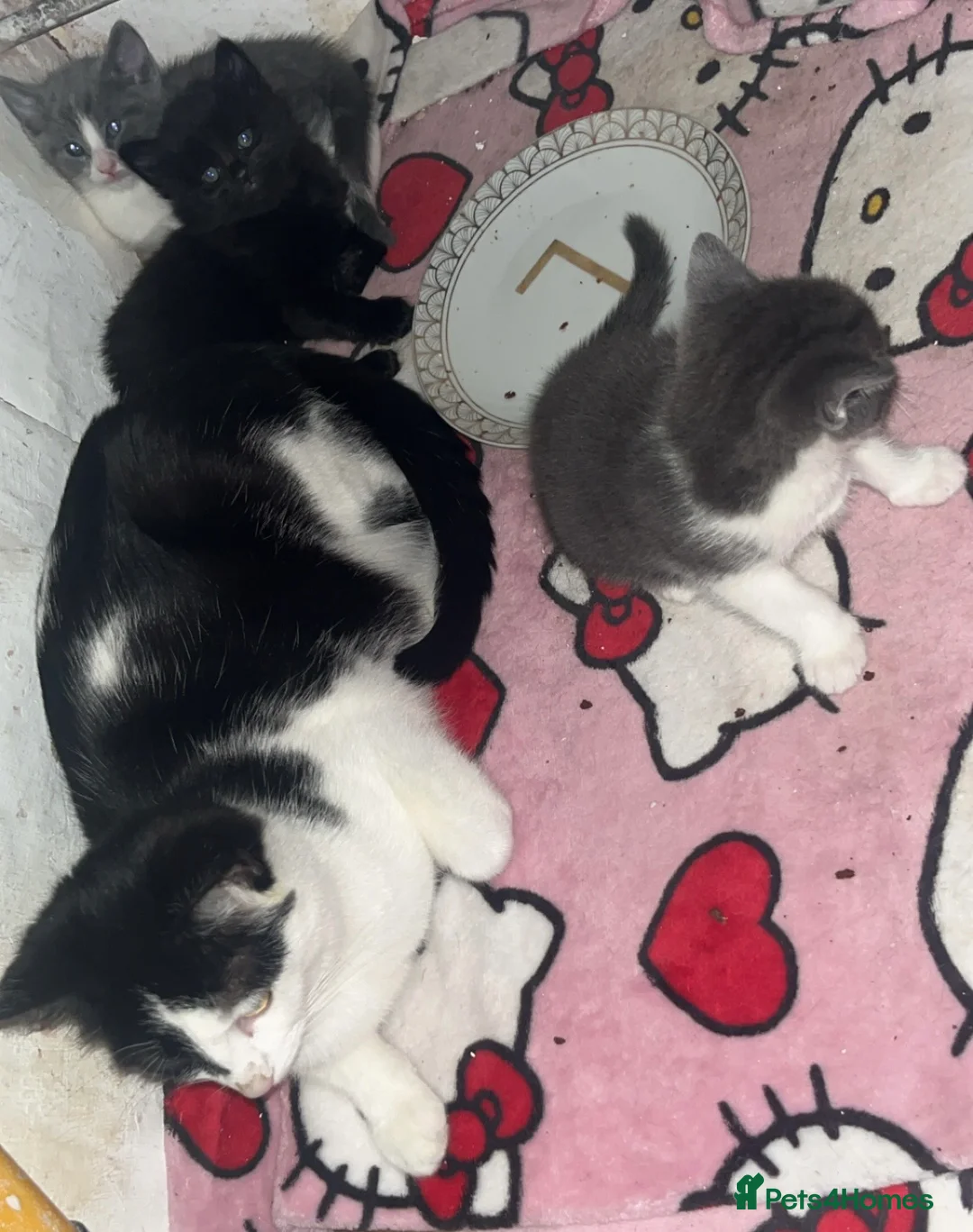 Domestic Shorthair cats for sale: Baby boy kittens  - Advert 2